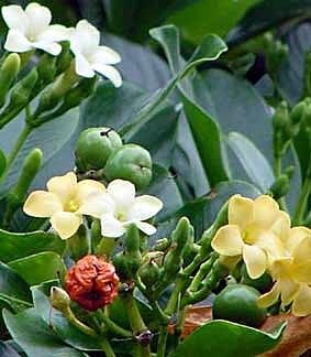 Pua kenikeni Perfume Tree