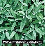 Sage Herb - 100 Seeds