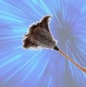 Adams Bros  - 20" Top Quality Ostrich Feather Duster.Gift idea