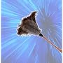 Adams Bros  - 20" Top Quality Ostrich Feather Duster.Gift idea