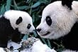 (24x36) Panda Bears Mother and Cub Art Poster Print