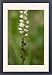 Framed Prints of Alpine bistort in flower, with bulbils below flowers from Ardea Wildlife Pets Framed Prints of Alpine bistort in flower, with bulbils below flowers from Ardea Wildlife Pets
