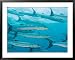Golden Dream Reef, Bligh Water Area, Viti Levu, Fiji Islands, South Pacific Framed Art Poster Print by Michele Westmorland, 39x31