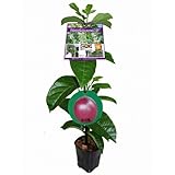 ���i�̏ڍ�