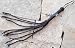 Cat of Nine Tails Whip