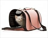 Photographic Prints of LA-5728 Cat - Birman kitten in studio in cat carrying bag from Ardea Wildlife Pets