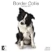 Border Collies 2010 Wall Calendar AP30451