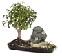 Brussel's Dish Garden Indoor Bonsai Tree