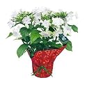 White Shooting Star Christmas Plant in Christmas Wrap