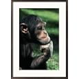Chimpanzee Resting Chin on Hand Collections Framed Photographic Poster Print by Richard Stacks, 21x29