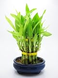 9GreenBox - Live 2 Layer Cake Lucky Bamboo Plant Arrangement w/ Ceramic Pot 21 stalk *GIFT*
