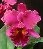 Blc Memoria Susan Hawkins 'Newberyr' AM/AOS x Cattleya perciviliana (4N)