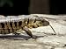 Golden Tegu Lizard, Asa Wright Wildlife Sanctuary, Trinidad, Caribbean Photographic Poster Print by Greg Johnston, 24x18