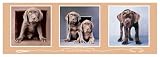 2 Cute Fur Words by Rachael Hale. Art Print Poster 56 inches width by 20 inches height. Highest Quality Art Poster Print