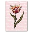Thinking of You with Tulipa 30 - 5" x 7" Vellum Overlay Greeting Card