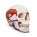 3B Scientific A24 Plastic 2 Part TMJ Human Skull Model, Demonstrates Functions of Masticator Muscles