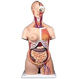 Nasco Deluxe Dual-sex Torso W/ Opened Neck And Back