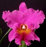 Blc Memoria Crispin Rosales 'Pine Knot' AM/AOS