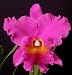 Blc Memoria Crispin Rosales 'Pine Knot' AM/AOS