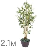 �y�l�H�A���z�L�����C�|�� 2.1m