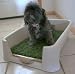 Pee Wee Dog Potty