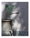 Majorelle Palm