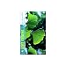 350 Arbres et arbustes