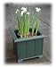 Outdoor Living : Gift Planter Box with 9 Paperwhite Holiday Bulbs