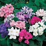 African Violet Seeds - African Violet Fantasy Hybrids