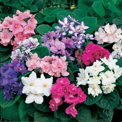 African Violet Seeds - African Violet Fantasy Hybrids