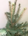 White Spruce, 28-36 inch Tree