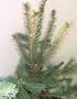 White Spruce, 28-36 inch Tree