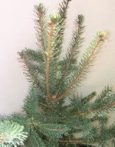 White Spruce, 28-36 inch Tree