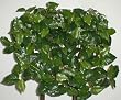 Classic Philodendron Ledge Garden