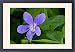 Framed Prints of Early dog violet - single blossom growing on forest floor from Ardea Wildlife Pets