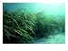 Eelgrass, Zostera Marina, South Uist, Scotland Photographic Poster Print by Sue Scott, 16x12