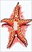 Ocean Starfish Decorative Switchplate Cover