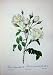 1959 Roses Flowers Rosa Campanulata Alba White Green