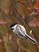 Black Capped Chickadee, Eating Flower Seeds, Grand Teton National Park, Wyoming, USA Photographic Poster Print by Rolf Nussbaumer, 9x12