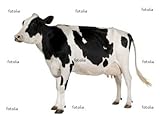 Wallmonkeys Peel and Stick Wall Decals - Holstein Cow, 5 Years Old, Standing against White Background - 48