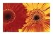 Gerbera Daisies Close Up Flowers Poster NY820
