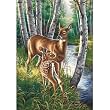 WHITE-TAILED DEER PAINT BY NUMBER