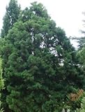 Eigenschaften tropical.garden  / Küsten Mammutbaum - Sequoia sempervirens 30K
