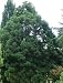 Küsten Mammutbaum - Sequoia sempervirens 30K
