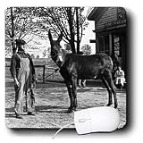 Scenes from the Past Vintage Stereoview - 1902 Man and a Mule in Milwaukee Grayscale - Mouse Pads