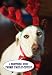 Cute Dog with Red Antlers - Boxed Holiday Christmas Greeting Cards - Set of 10 Cards and Envelopes