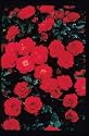 Raspberry Sunblaze (Rosa Miniature) - Bare Root Rose