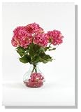 Immortalis Botanicals-