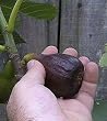 Fig 'Black Mission' Tree Container Plant