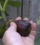 Fig 'Black Mission' Tree Container Plant